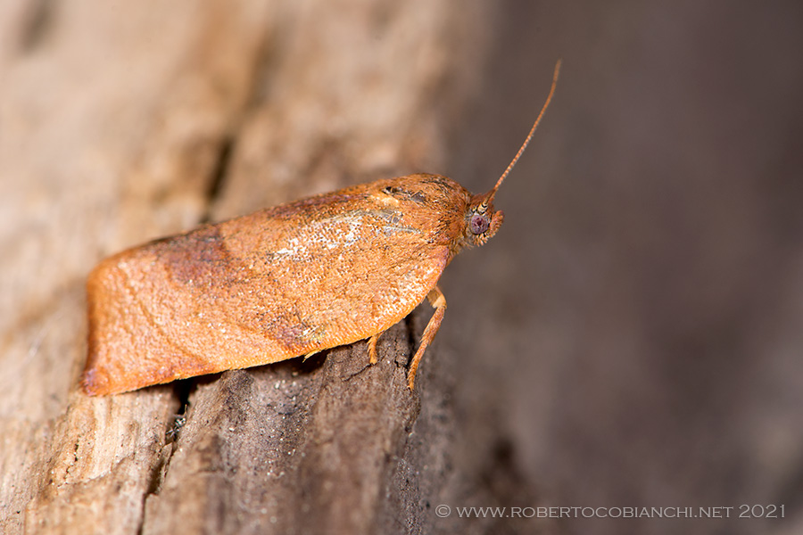 Cacoecimorpha pronubana - Tortricidae